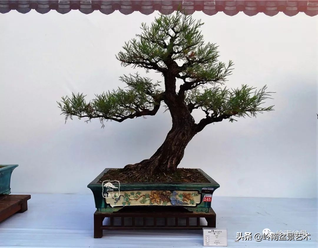 文人杂木盆景精品欣赏,可以做盆景的杂木图片大全