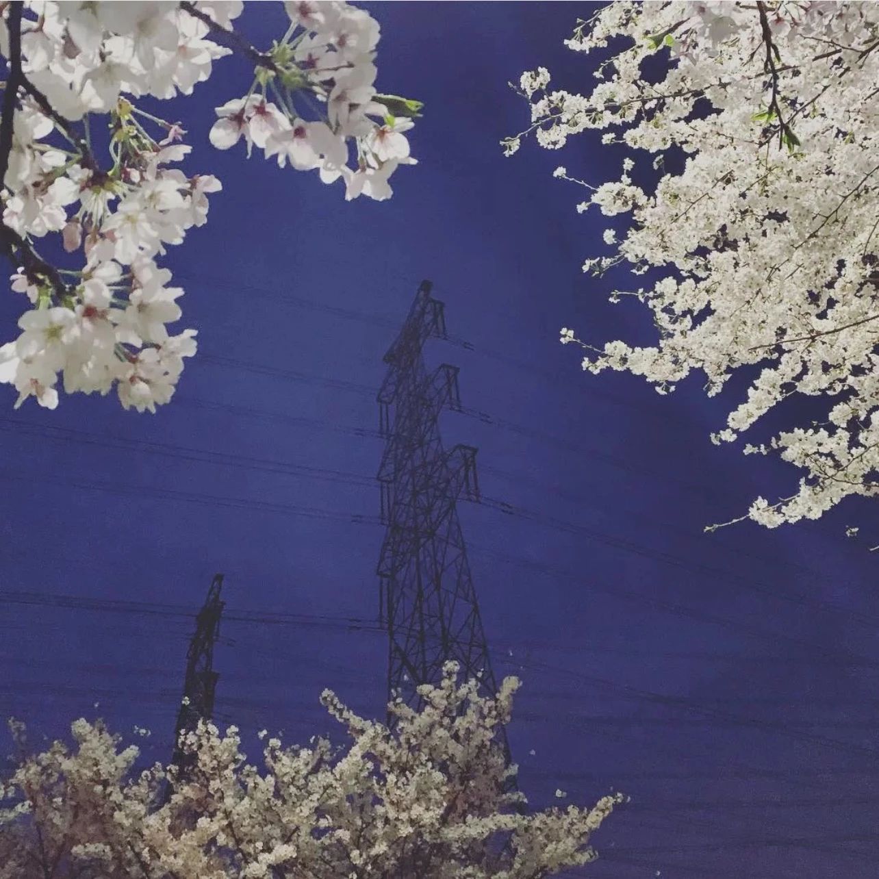 上海的热搜,最近热搜的上海