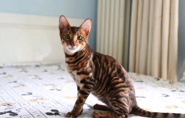 五十种可爱的猫咪,高贵的猫咪