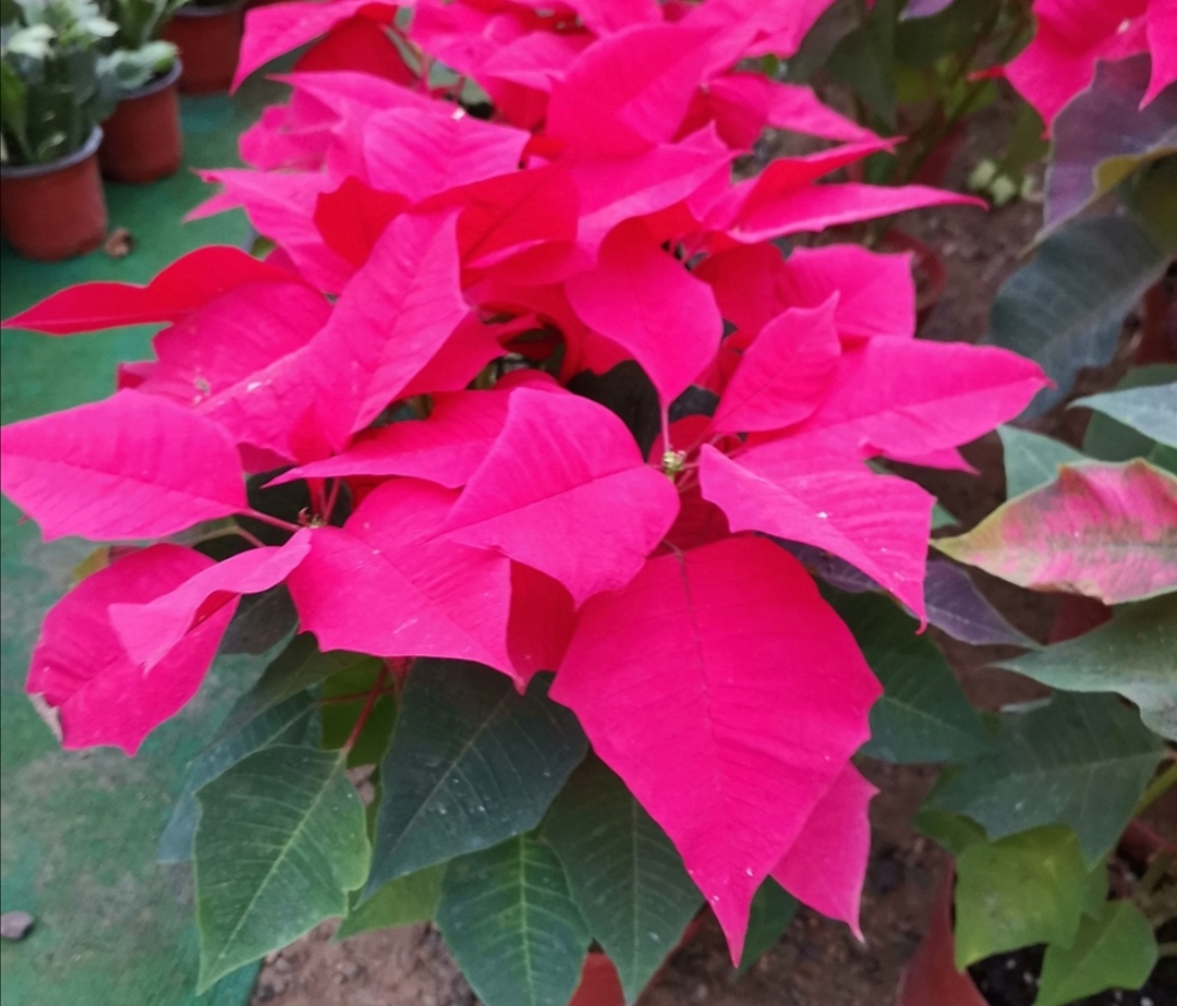 六种有毒花卉盆栽还是不要养了吧,有毒的盆栽花卉有哪些不要用手碰