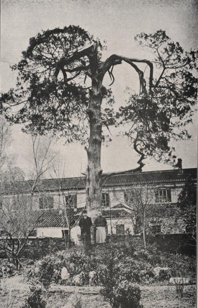 王羲之清华大学,王羲之行书高考题词