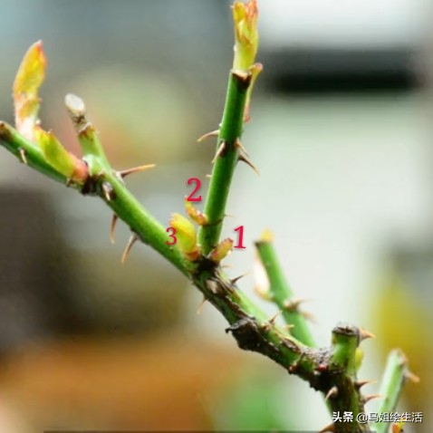 月季下面的芽点是不是要去掉,月季每个叶片都发了芽点怎么处理