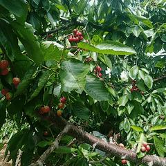 顺义大芦苇荡樱桃采摘园,顺义五大樱桃园