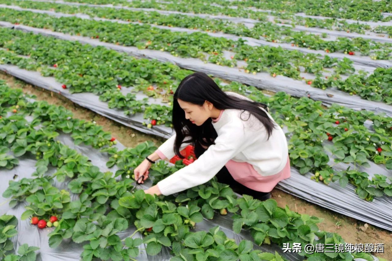 唐三镜水果酿酒教学,唐三镜纯粮酿