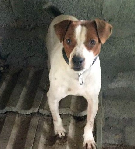 杰克罗素梗和德国猎犬哪个厉害,杰克罗素梗是什么型犬