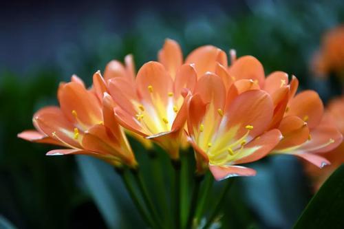 君子兰怎么才能养好根,怎样把君子兰根养好