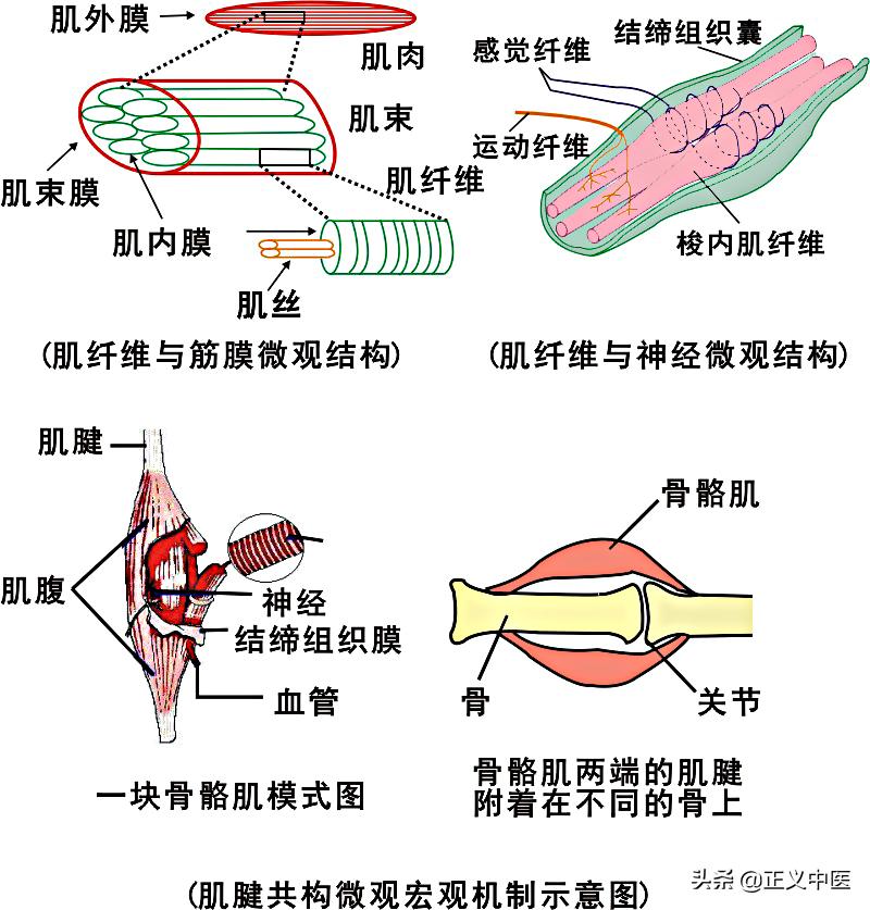 经脉与经脉靠什么相互连接,经脉与经脉的连接
