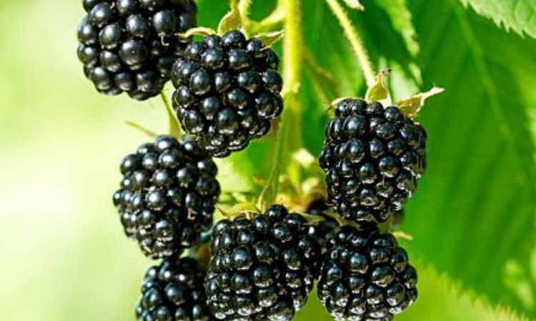 黑莓营养价值很高，那想种植怎么办，首先了解它的种植环境！