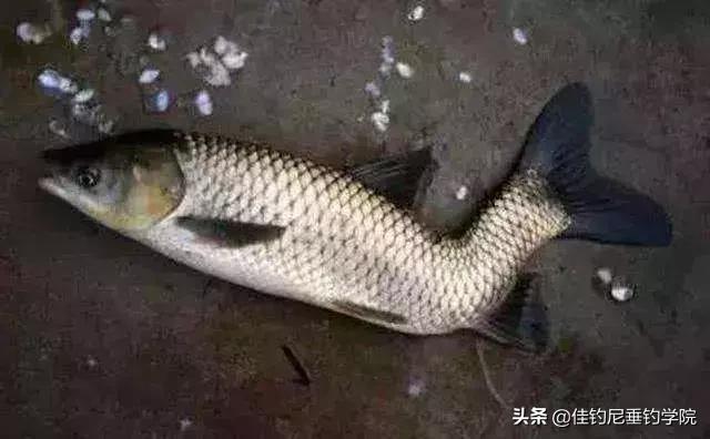 港里钓的鱼有柴油味儿能吃吗,钓的鱼有柴油味能吃吗