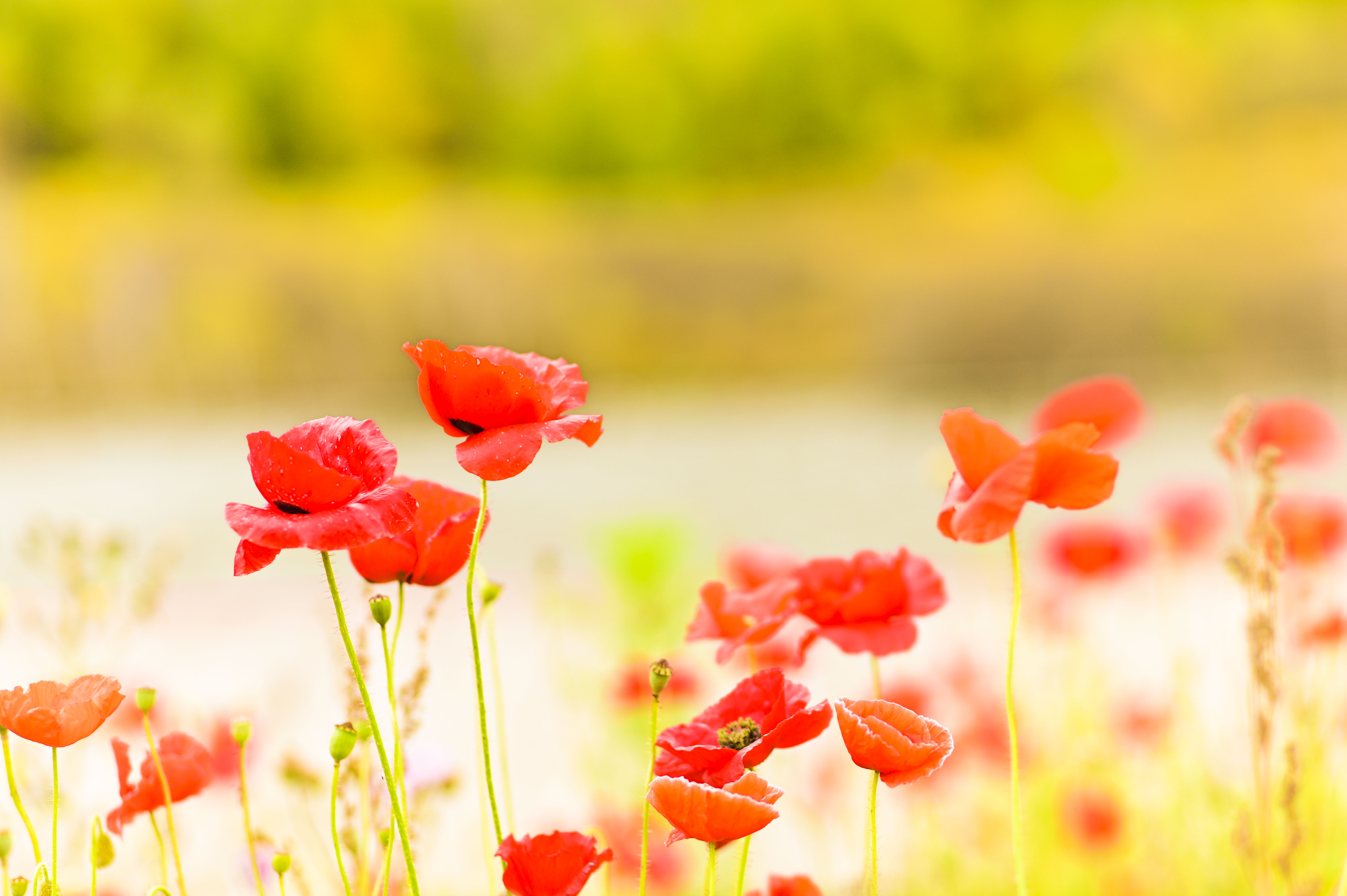 丰宁神仙谷七彩森林景区地图,丰宁坝上七彩森林游玩攻略