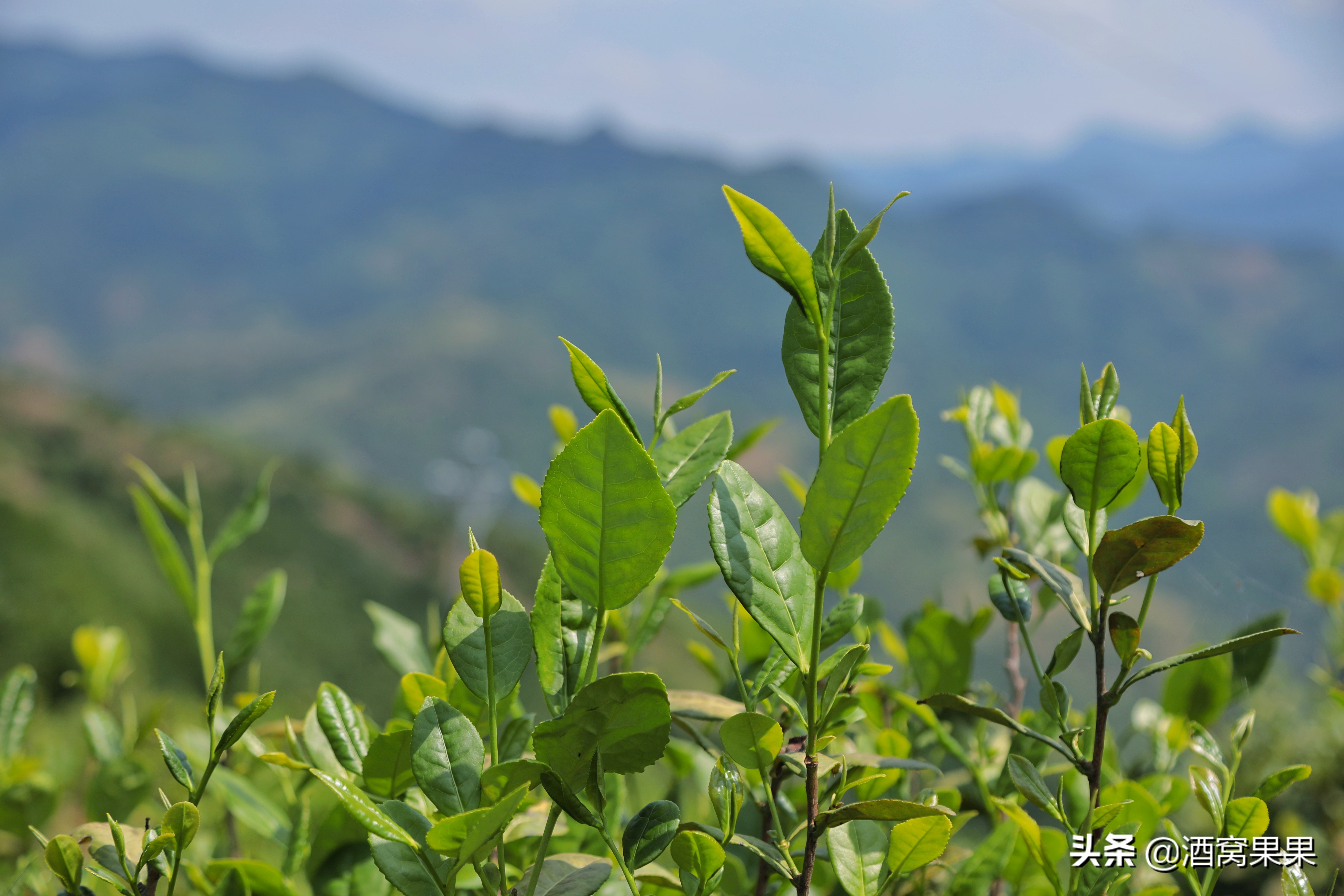 商洛大山深处免费的景区,陕西商洛山阳旅游攻略