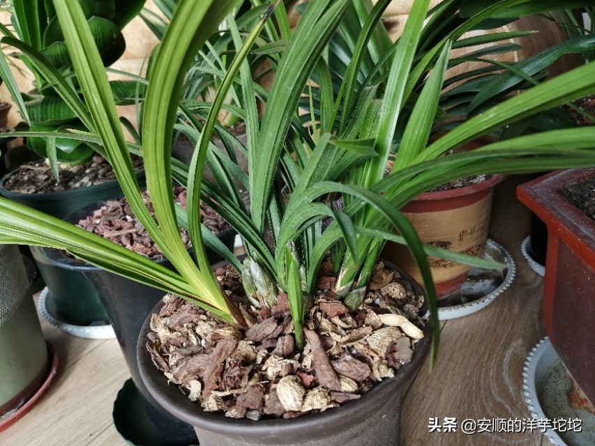 兰草花苞一个月还没开,兰草花苞长得快吗