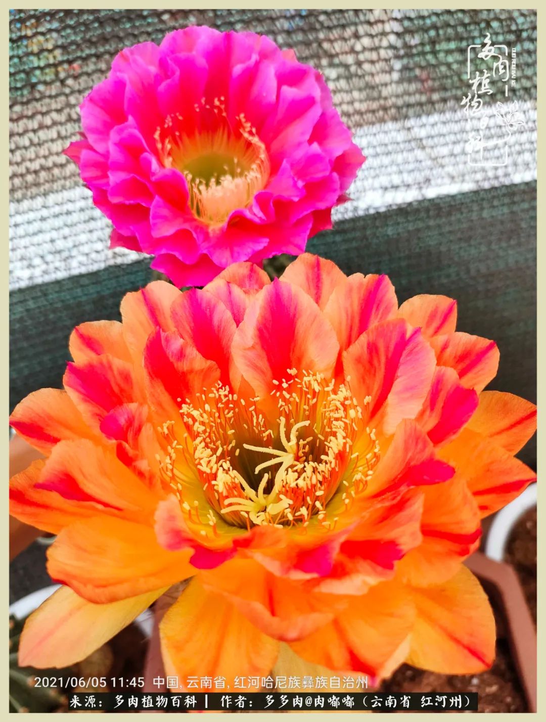 这个春天我们一起去赏花,这个季节我们一起去看花