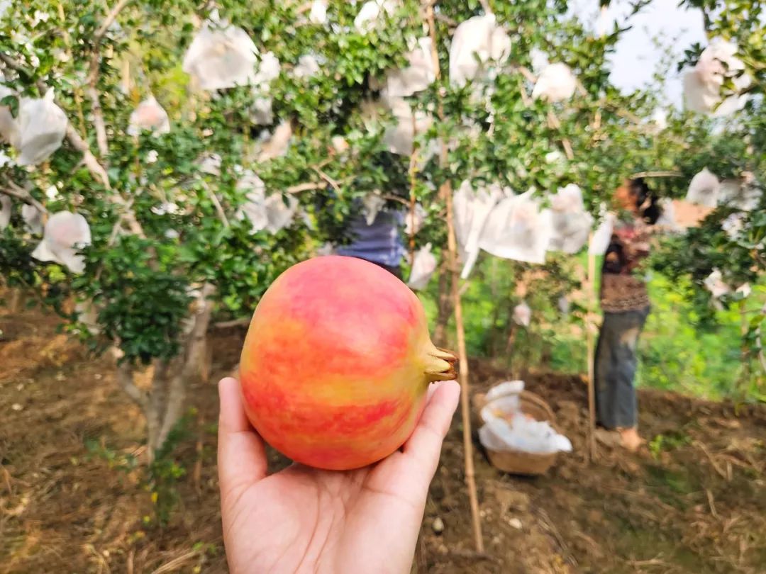 新鲜应季水果软籽石榴雅诗兰黛,软籽石榴水果界的雅诗兰黛