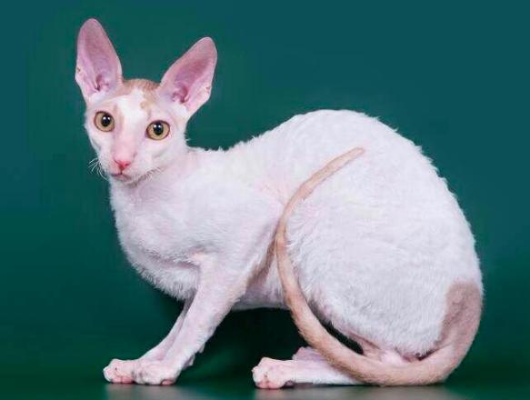 柯尼斯卷毛猫跟无毛猫哪个好,柯尼斯卷毛猫2000能买吗