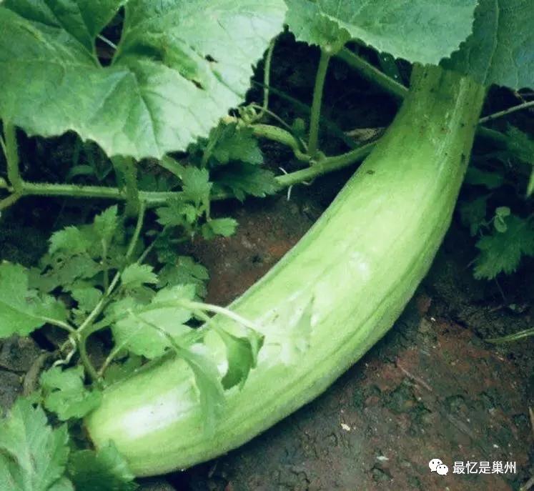 巢湖小菜瓜图片大全,巢湖正宗腌制菜瓜