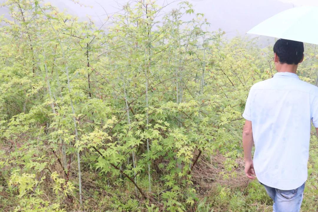 诸暨哪里树莓采摘最好,诸暨摘树莓