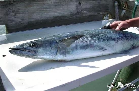 好吃不贵的海鲜种类有哪些,最好吃又最常见海鲜有几种