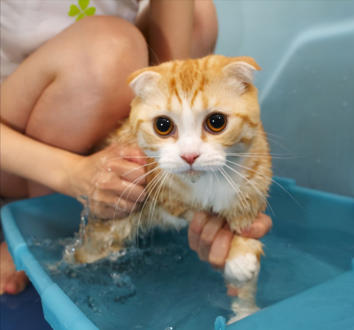 宠主平时怎样管理狗狗,宠主在哪个方面不能惯着狗