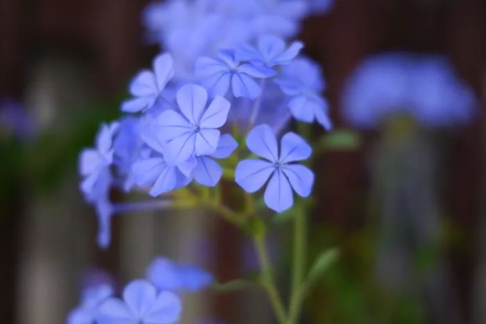 适马sigmafp微单评测,适马fp和索尼微单哪个好