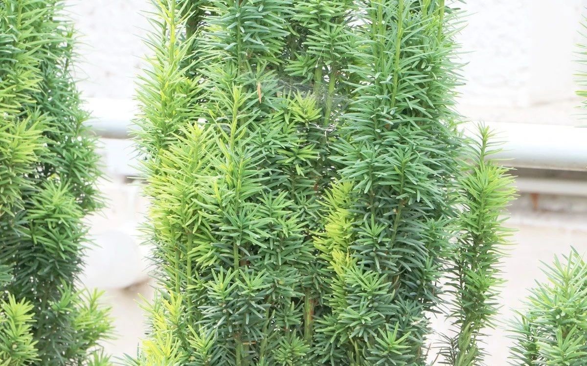 红豆杉树枝叶干枯怎么办,红豆杉怎么种才能保活