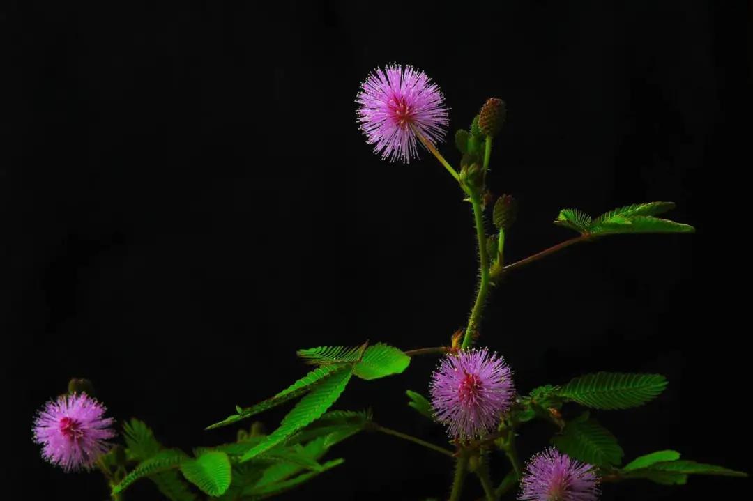 泡了杯花茶精神病发作了，小心这几类毒花