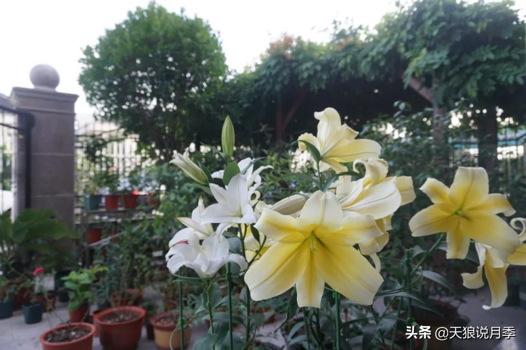 不用再羡慕别人家的院子,庭院养护全攻略