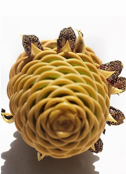 罕见的奇花异草 (160种奇花异草绝对有你没见过的)