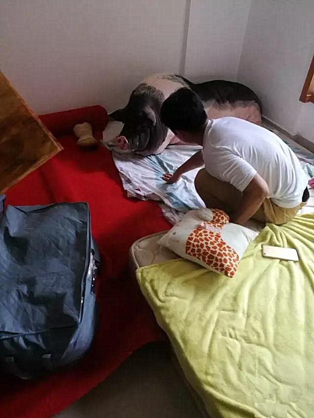 小香猪养到300斤被学校发现,小香猪养到300斤商家表示可以退货