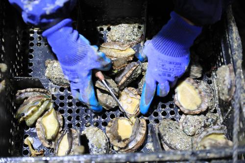 鲍鱼养殖如何赚钱,人工养殖鲍鱼