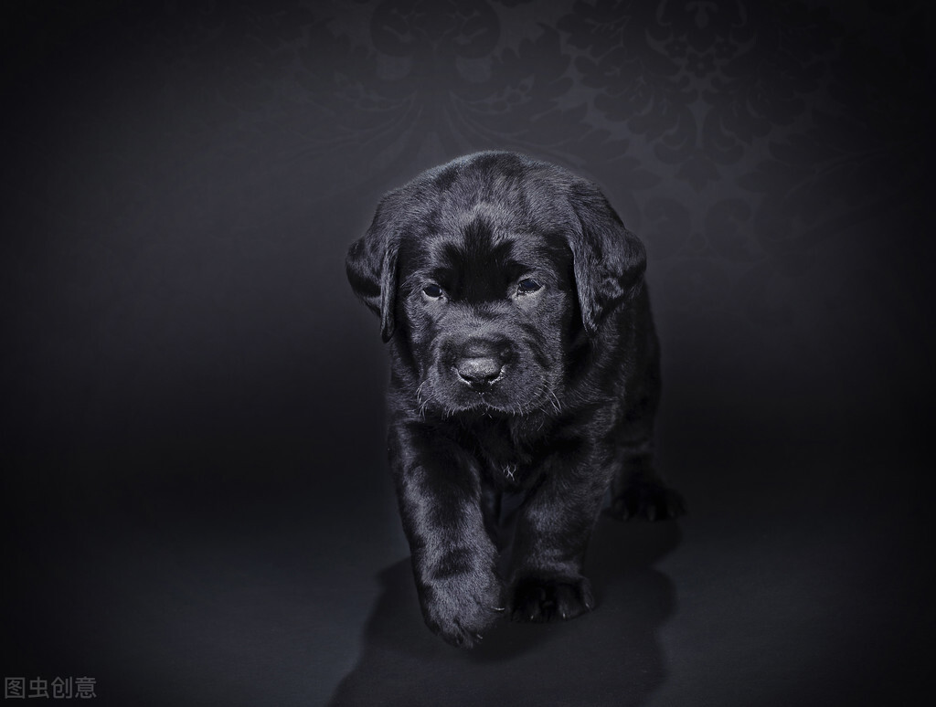 拉布拉多犬舍日常饲养方法,拉布拉多幼犬多大可以养