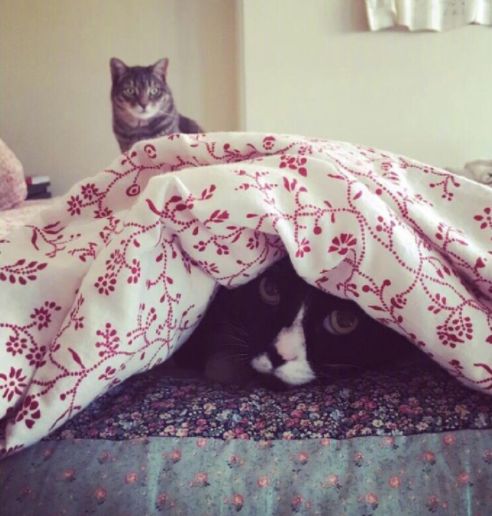 养猫必须做的5件事,老手养猫才知道的六件事