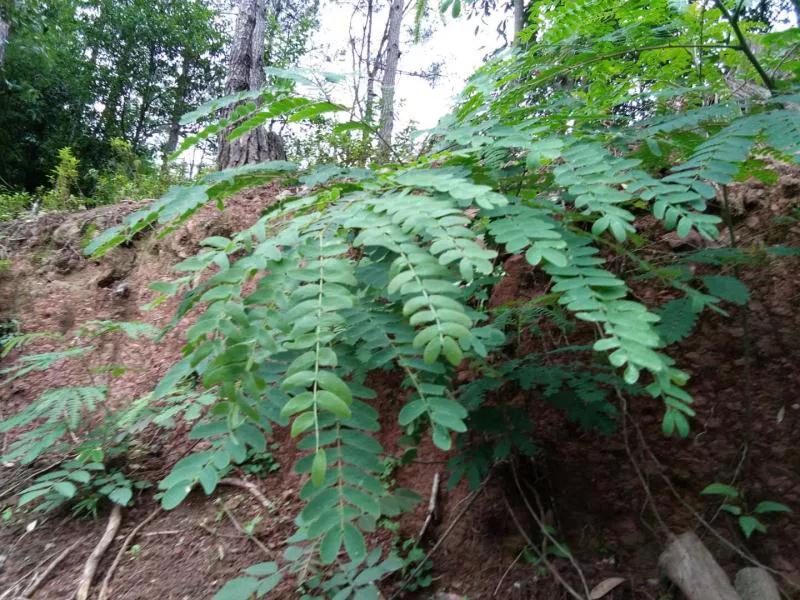 三明大金湖导游词400字,大金湖的景区导游介绍