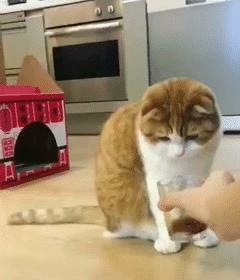 猫屎咖啡到底有多昂贵,猫屎咖啡开成天价