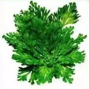 最强粘度面膜,复活草面膜补水面膜第一名