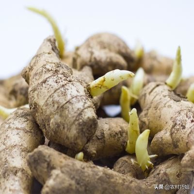 姜的催芽,姜催芽的办法有哪些图片