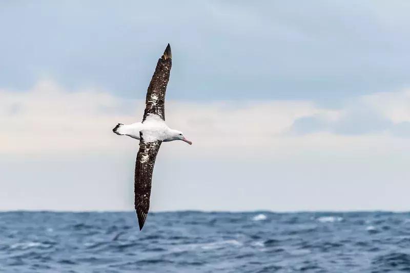 这个新西兰小岛,隐藏的惊世秘密