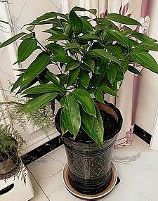 平安树黄叶黑斑杀菌剂,平安树黄叶斑点怎么治