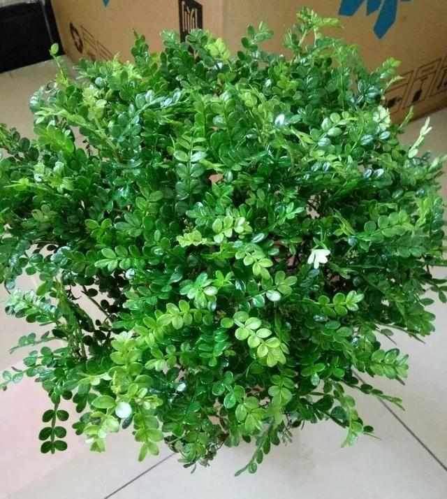 好养又散发氧气的盆栽,室内四季开花好养带香的盆栽