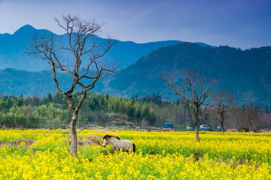安徽春天美丽的视频,安徽美丽的春天