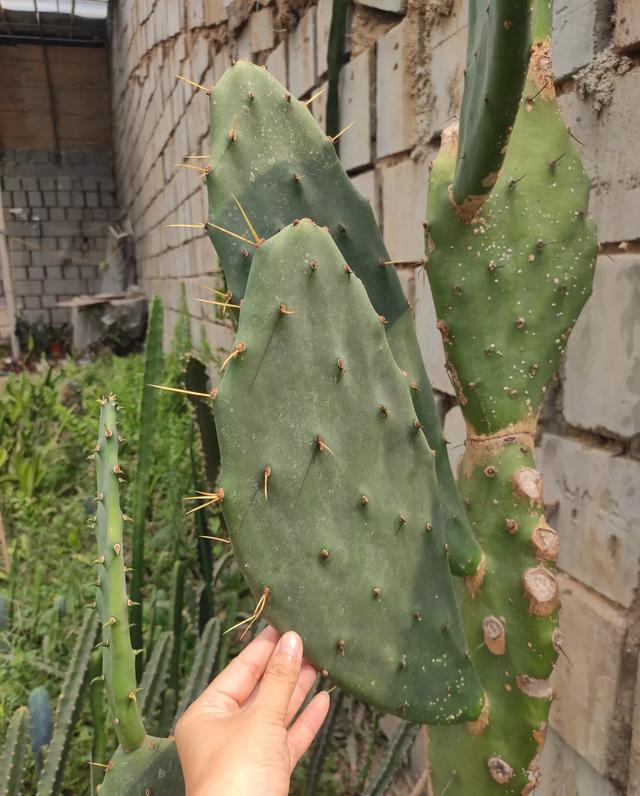 仙人掌养得干瘪瘦弱？小花匠用这方法，个个掌片半米长，宽大肥厚