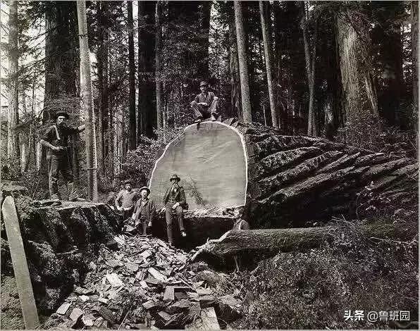 木皮起泡开裂,木皮开裂怎么治