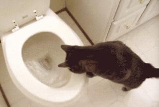 猫没有狗聪明是什么原因,猫聪明还是狗聪明智商排名