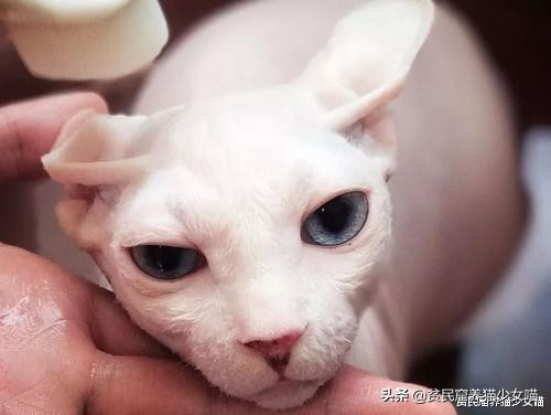 无毛猫到底是不是骗人的,无毛猫过敏了什么样