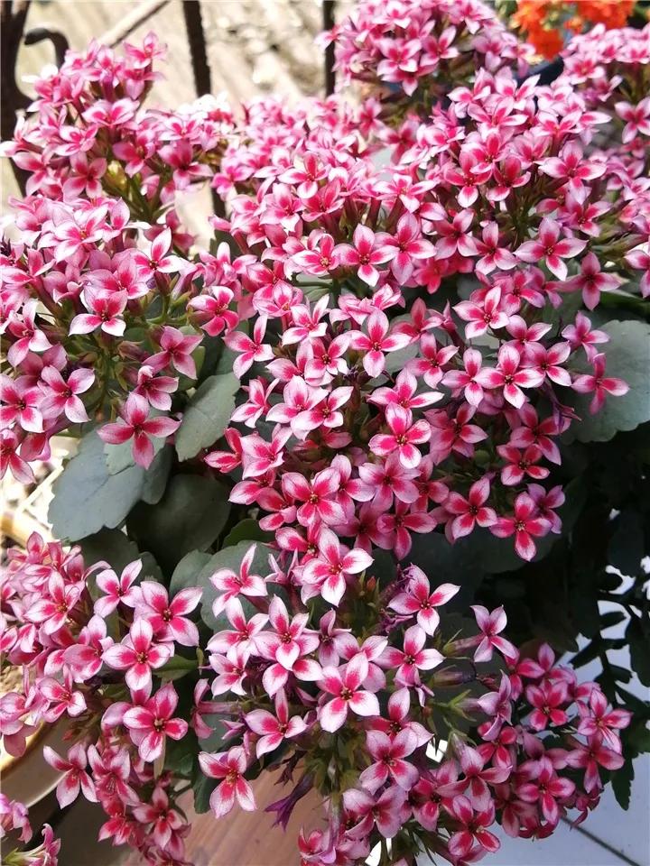 长寿花，寓意好、开花漂亮，花期长，品种多达300个