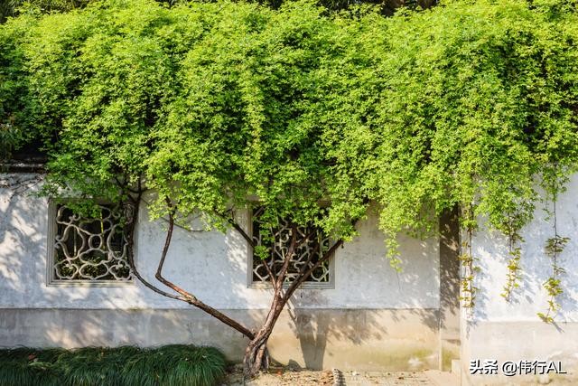 苏州园林之留园中国四大名园之一,苏州园林之美