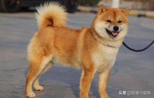 现在的土狗是中华田园犬吗,中华田园犬和柴犬的最大区别在哪