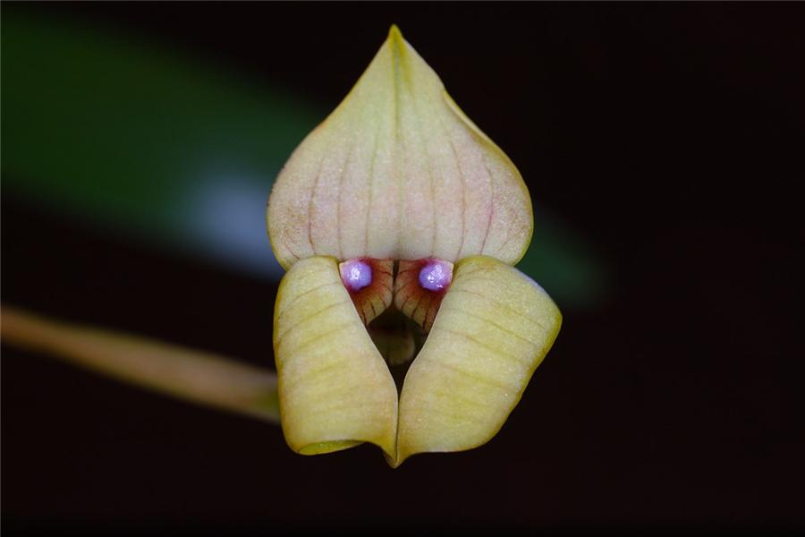 带你认识一下几种兰花的名字,最好的十大名贵兰花