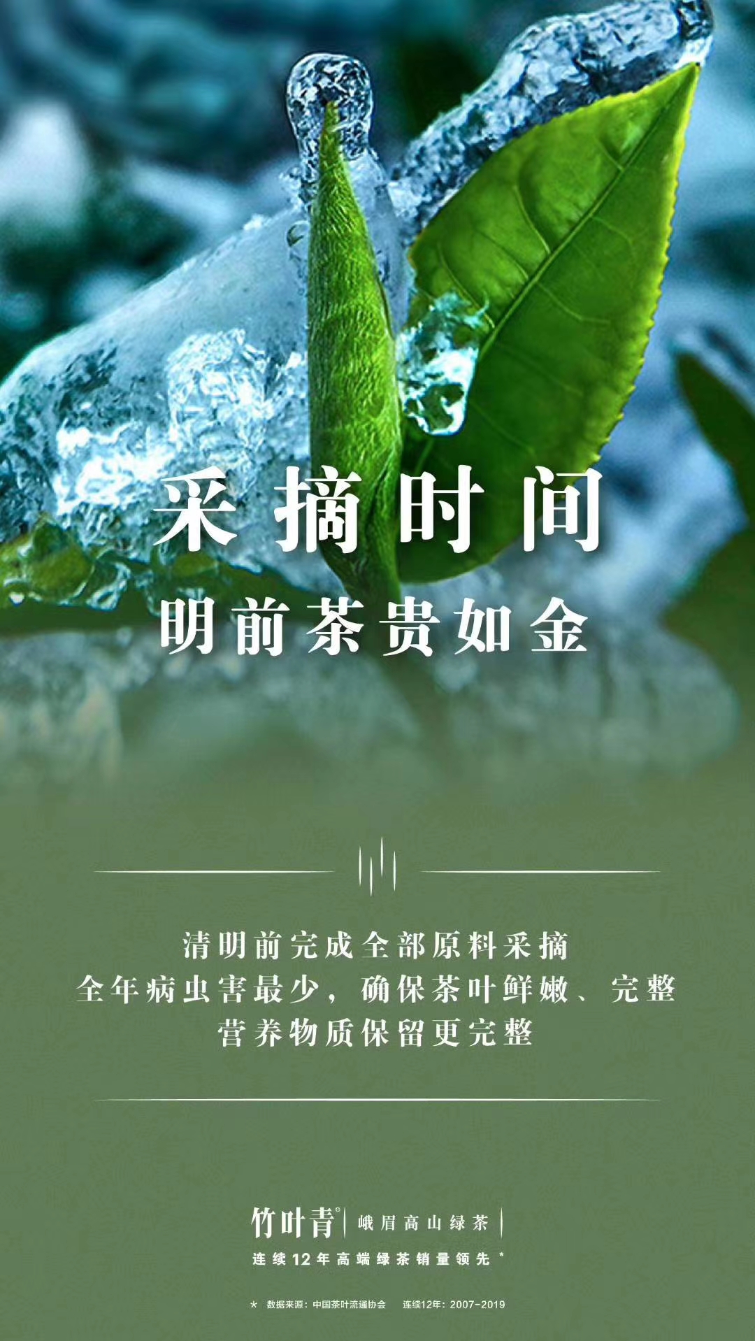 我与竹子故事50字,我和龙井茶的故事大全