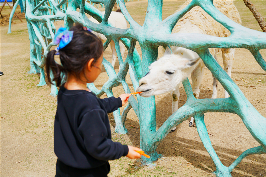 我和宿州有个约会，一场花事，一次慢旅行，探寻最烟火的宿州味道